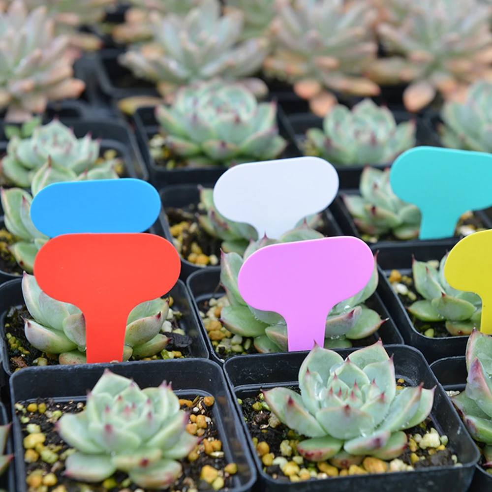 50 Stück Garten-Pflanzenetiket – Gardening Tools Labeled Bewertung und Preis